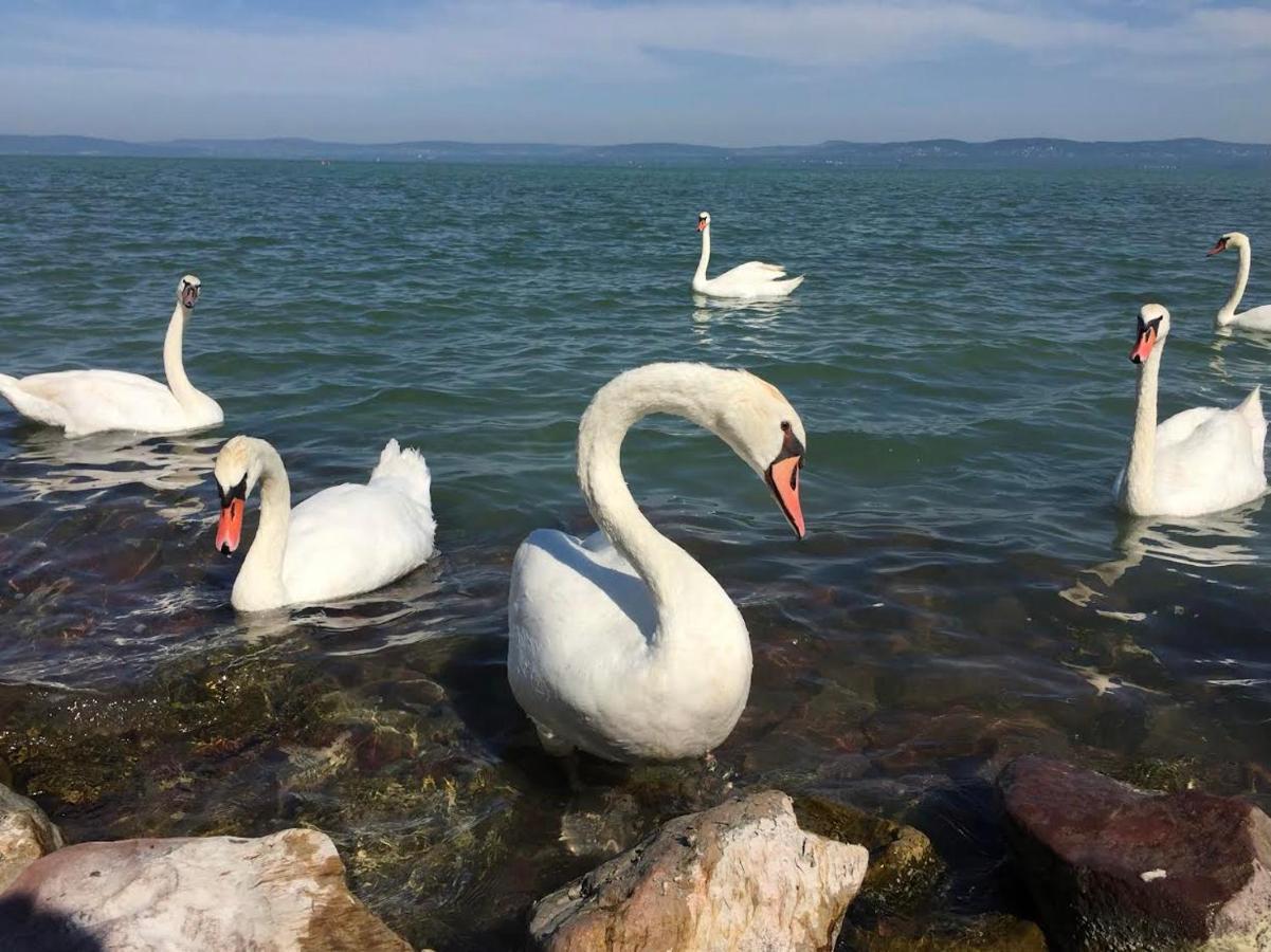 Zawia Apartman Balatonfoldvar Exterior foto