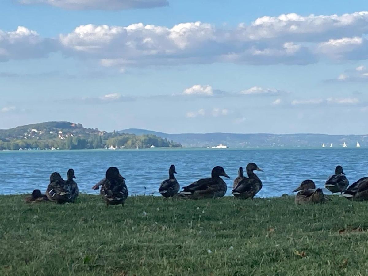 Zawia Apartman Balatonfoldvar Exterior foto